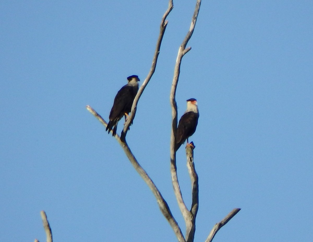 Crested Caracara - ML638541132