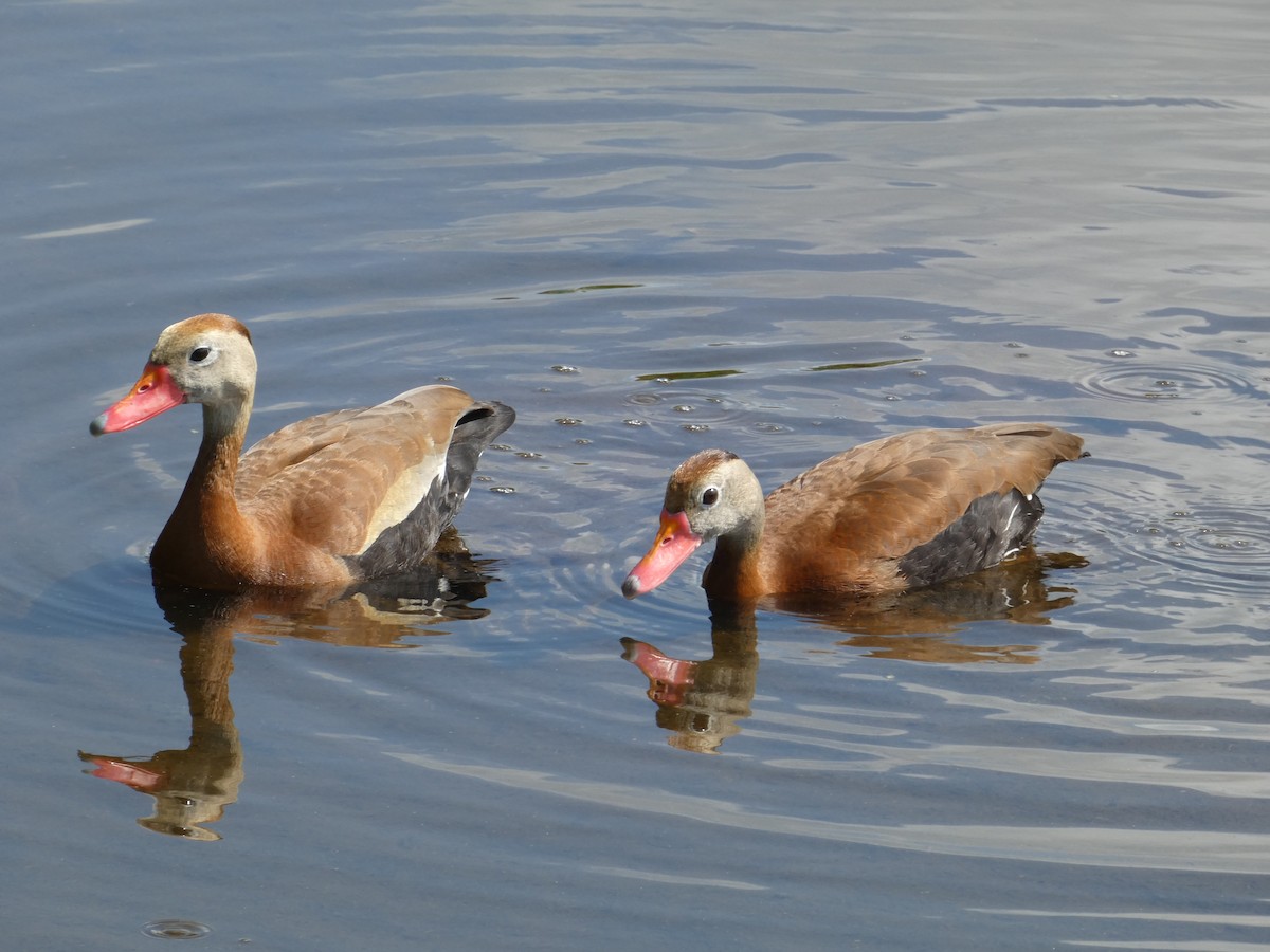 Black-bellied Whistling-Duck - ML638541135
