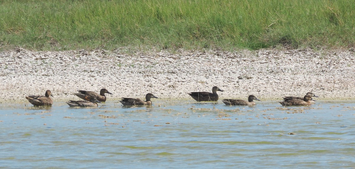 Blue-winged Teal - ML638541139