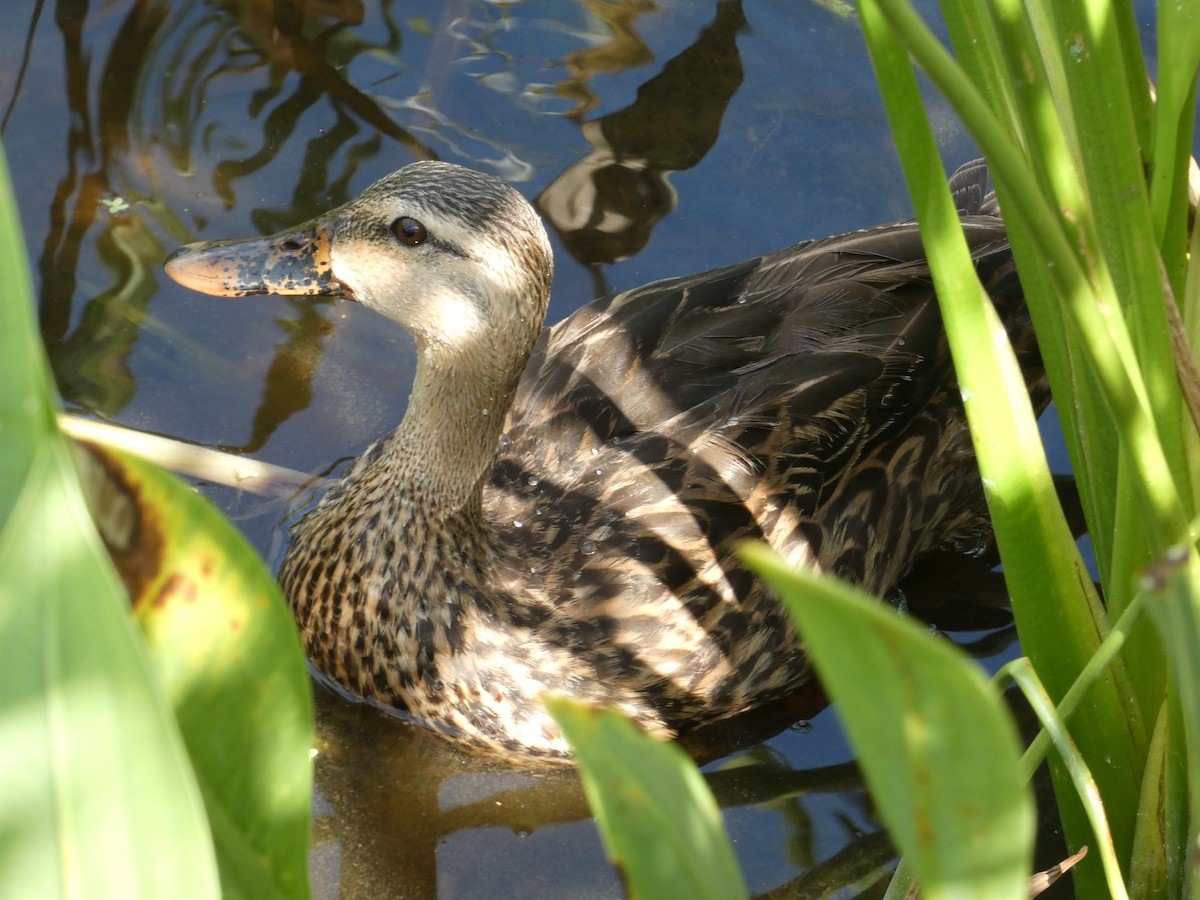 Mottled Duck - ML638541140