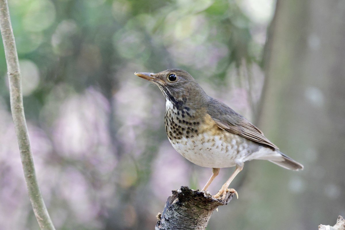 Japanese Thrush - ML638541141