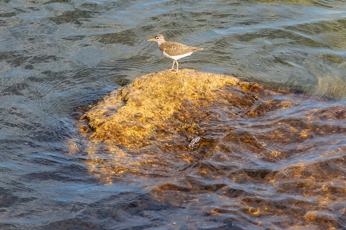 Spotted Sandpiper - ML638541142