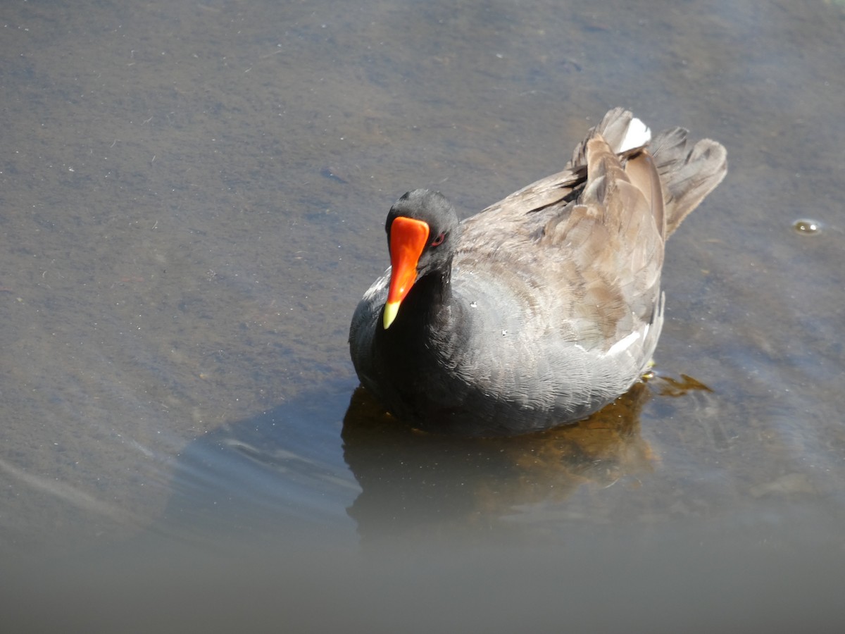 Common Gallinule - ML638541145