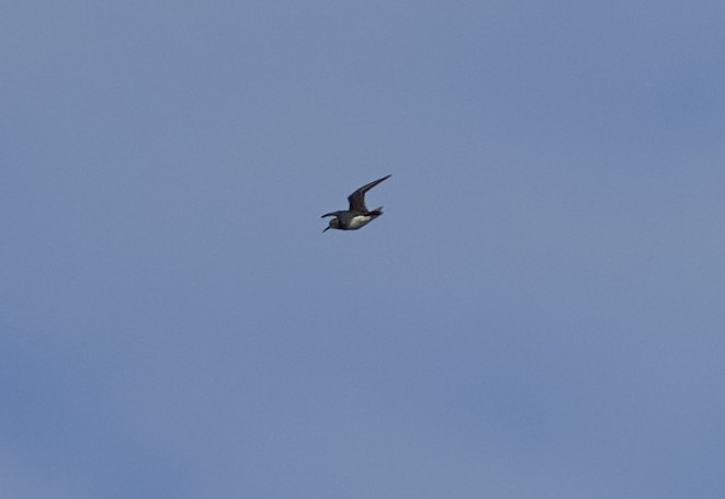Pectoral Sandpiper - ML638541147