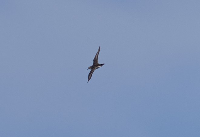 Pectoral Sandpiper - ML638541148