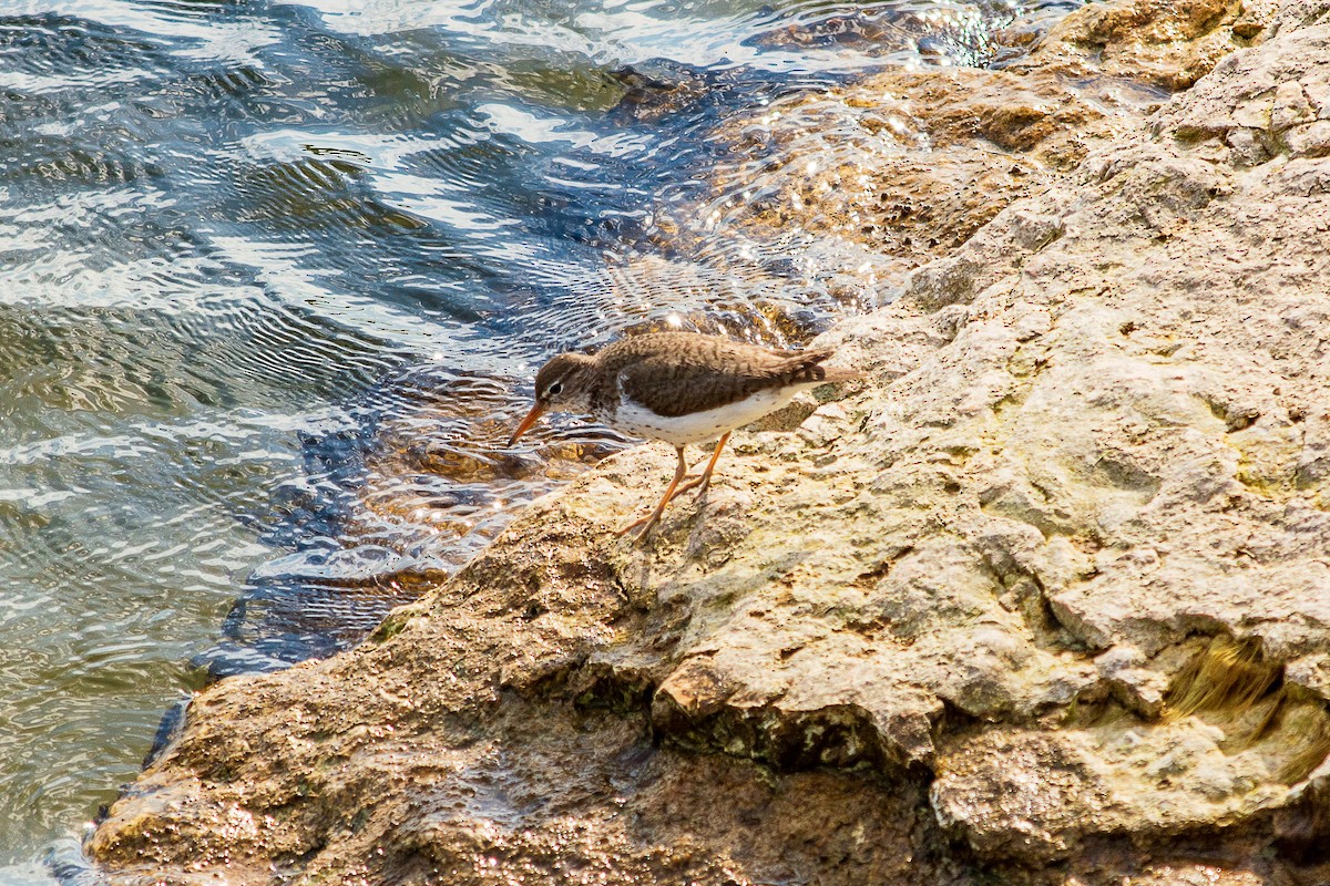 Spotted Sandpiper - ML638541149