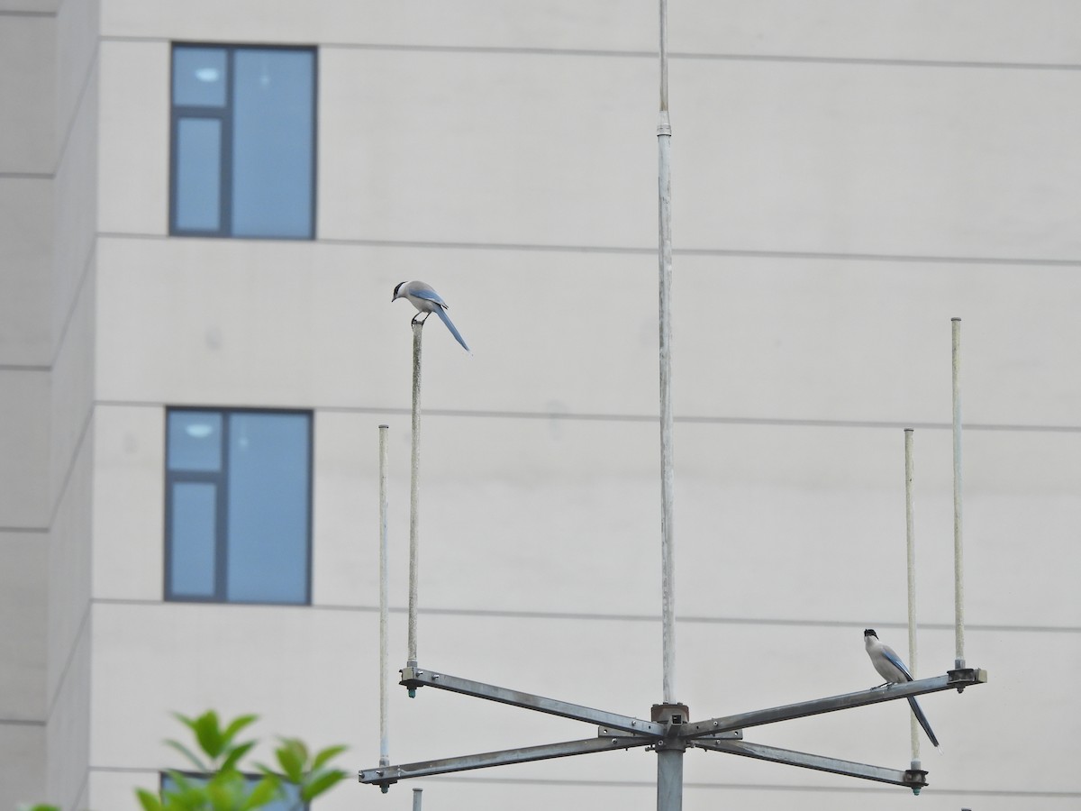 Azure-winged Magpie - ML638541151