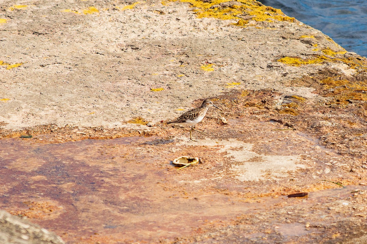Least Sandpiper - ML638541152
