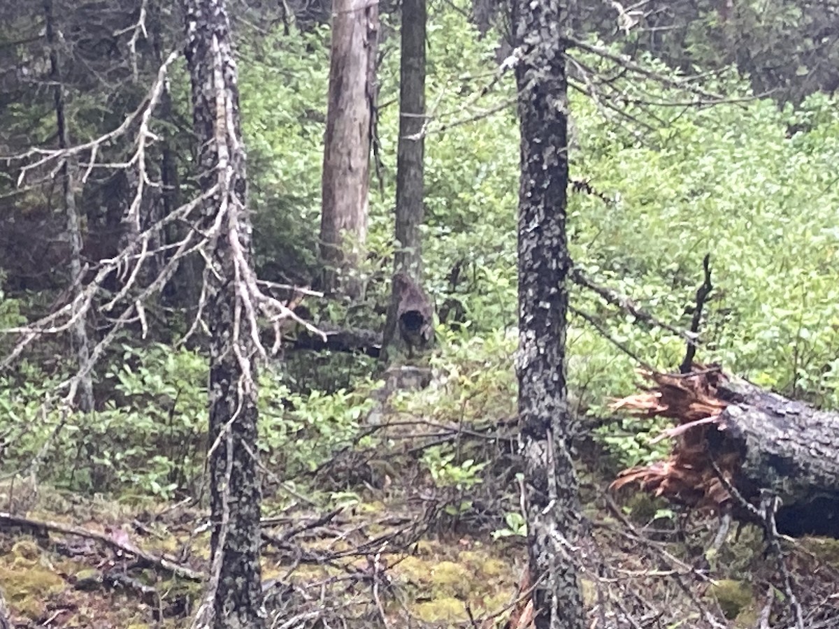 Spruce Grouse - ML638541154