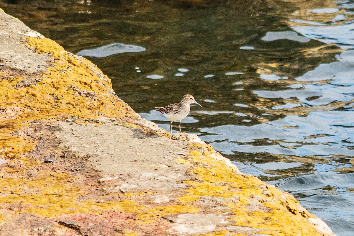 Least Sandpiper - ML638541155