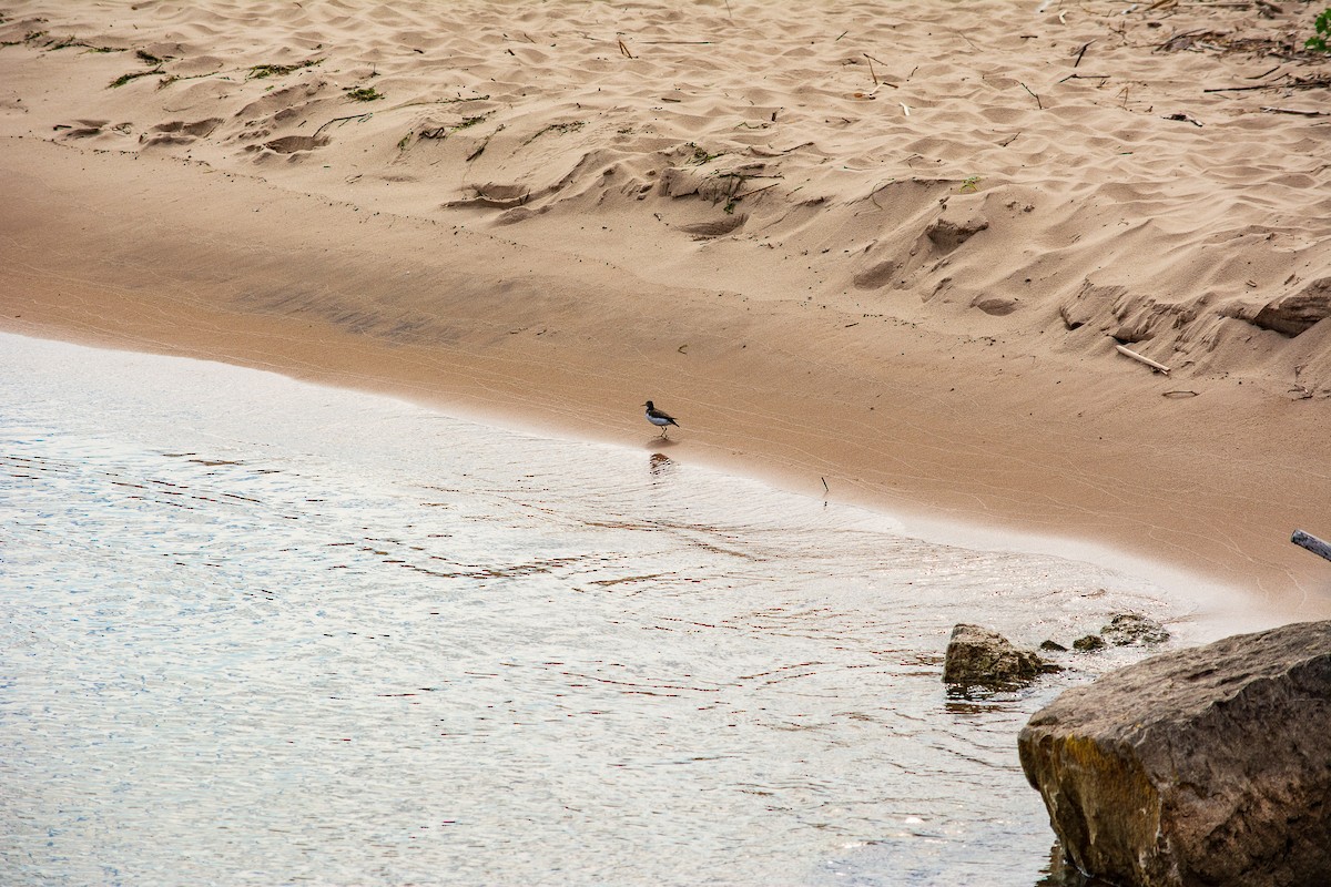 Spotted Sandpiper - ML638541156