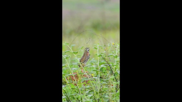 Rain Quail - ML638541157