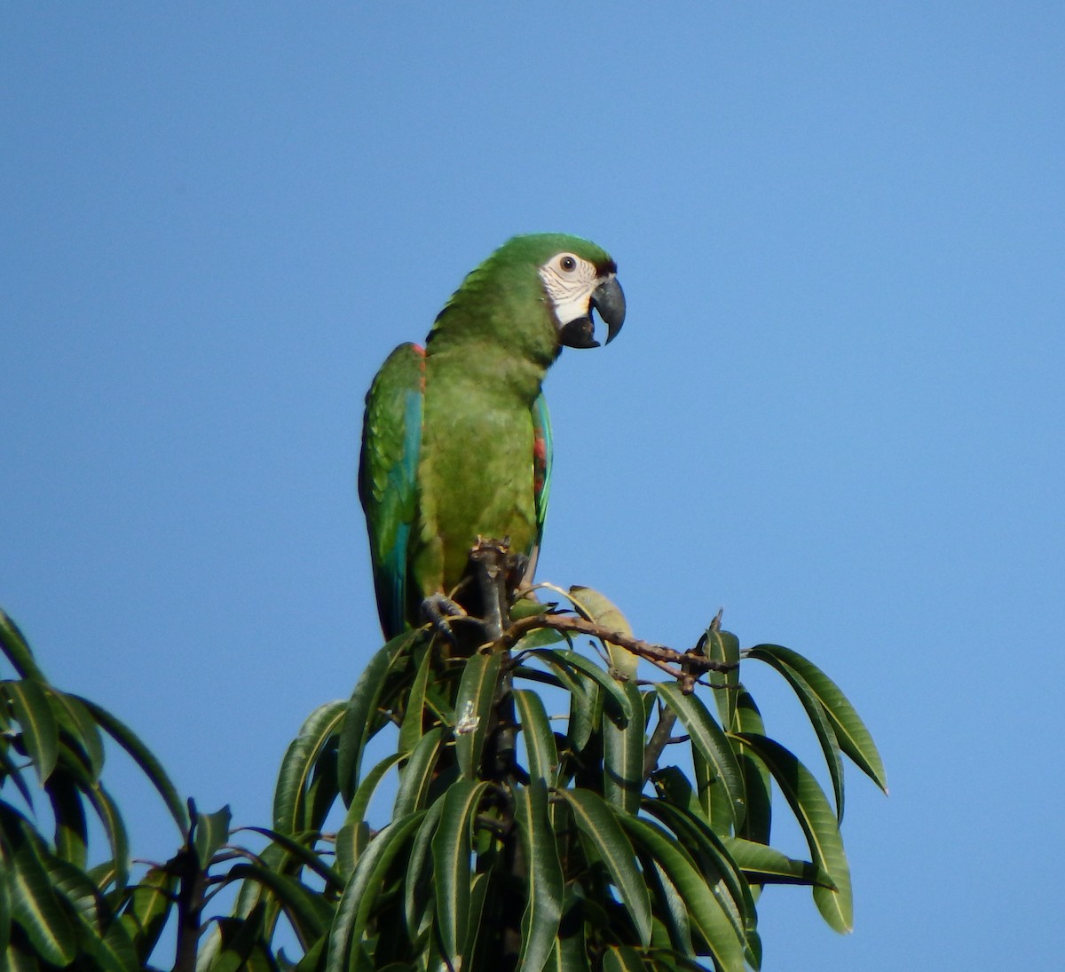 Chestnut-fronted Macaw - ML638541158