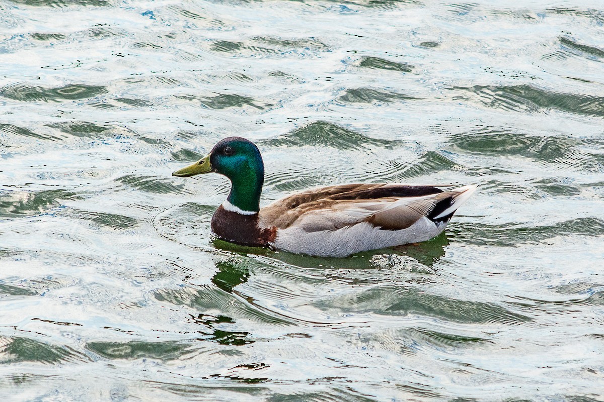 Mallard - ML638541160