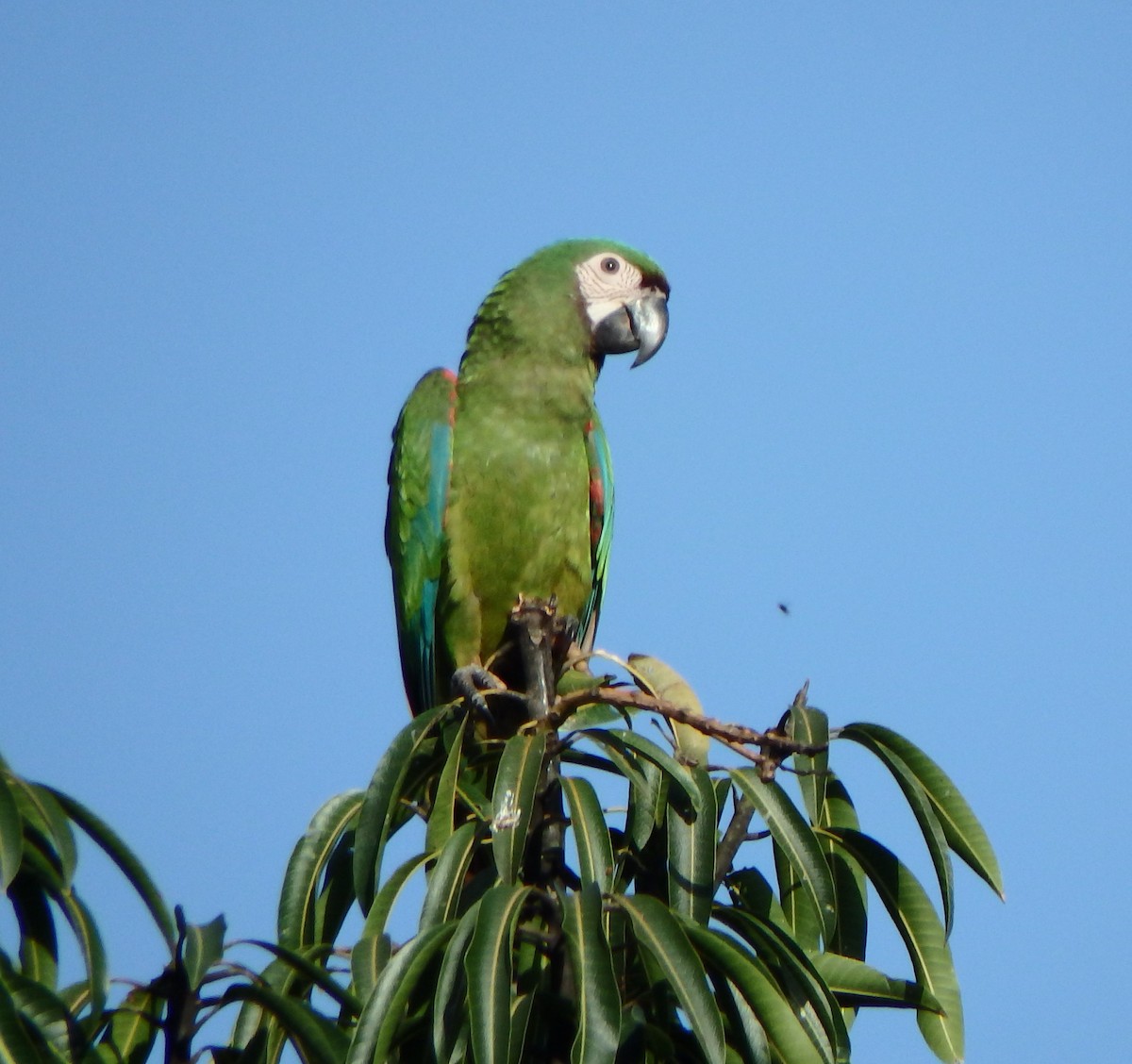 Chestnut-fronted Macaw - ML638541163