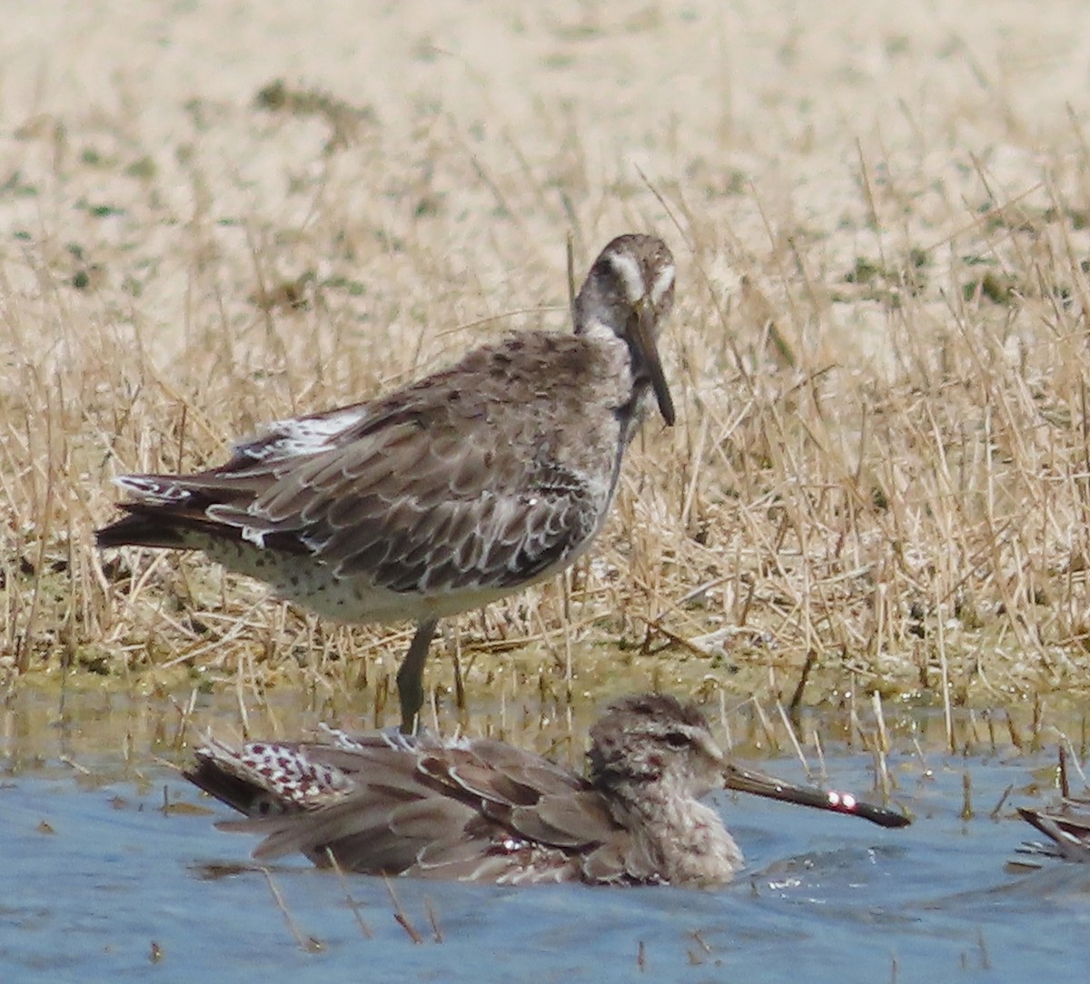 Short-billed Dowitcher - ML638541164