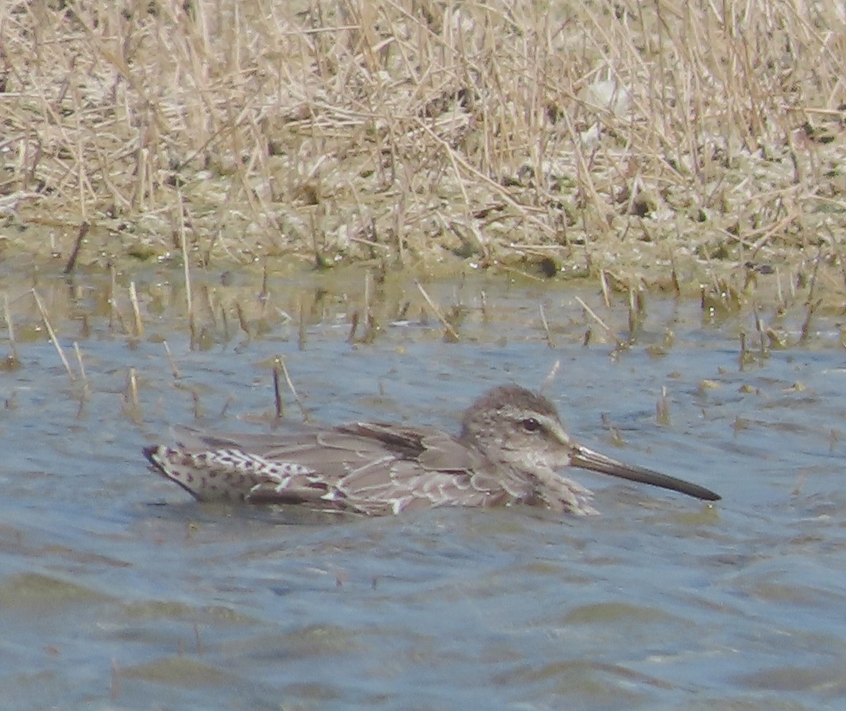 Short-billed Dowitcher - ML638541165
