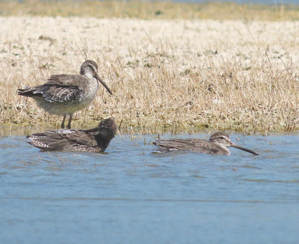 Short-billed Dowitcher - ML638541166