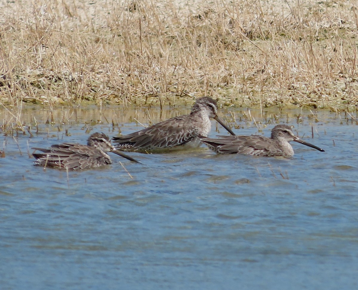 Short-billed Dowitcher - ML638541169
