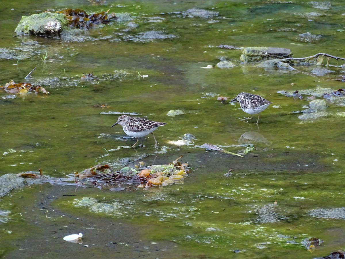 Least Sandpiper - ML638541179