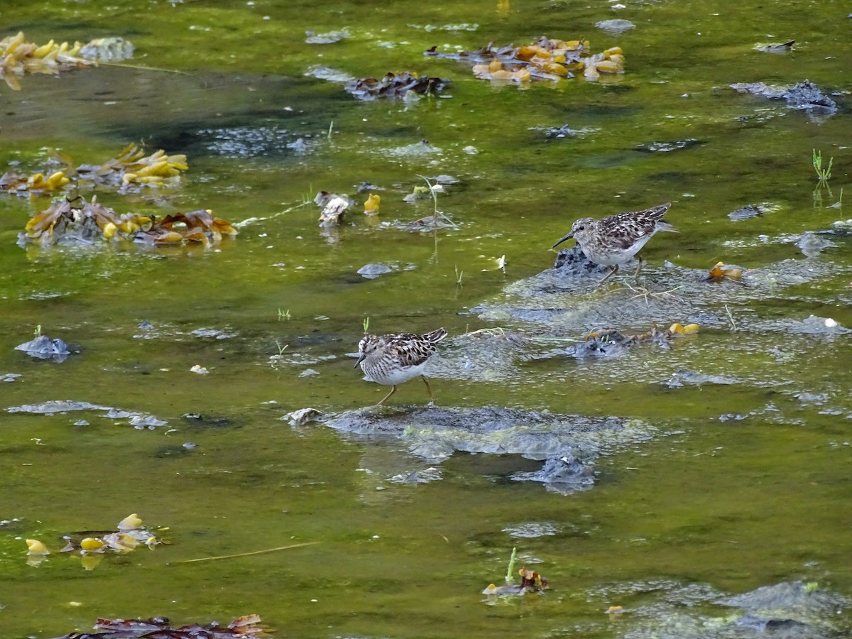 Least Sandpiper - ML638541180