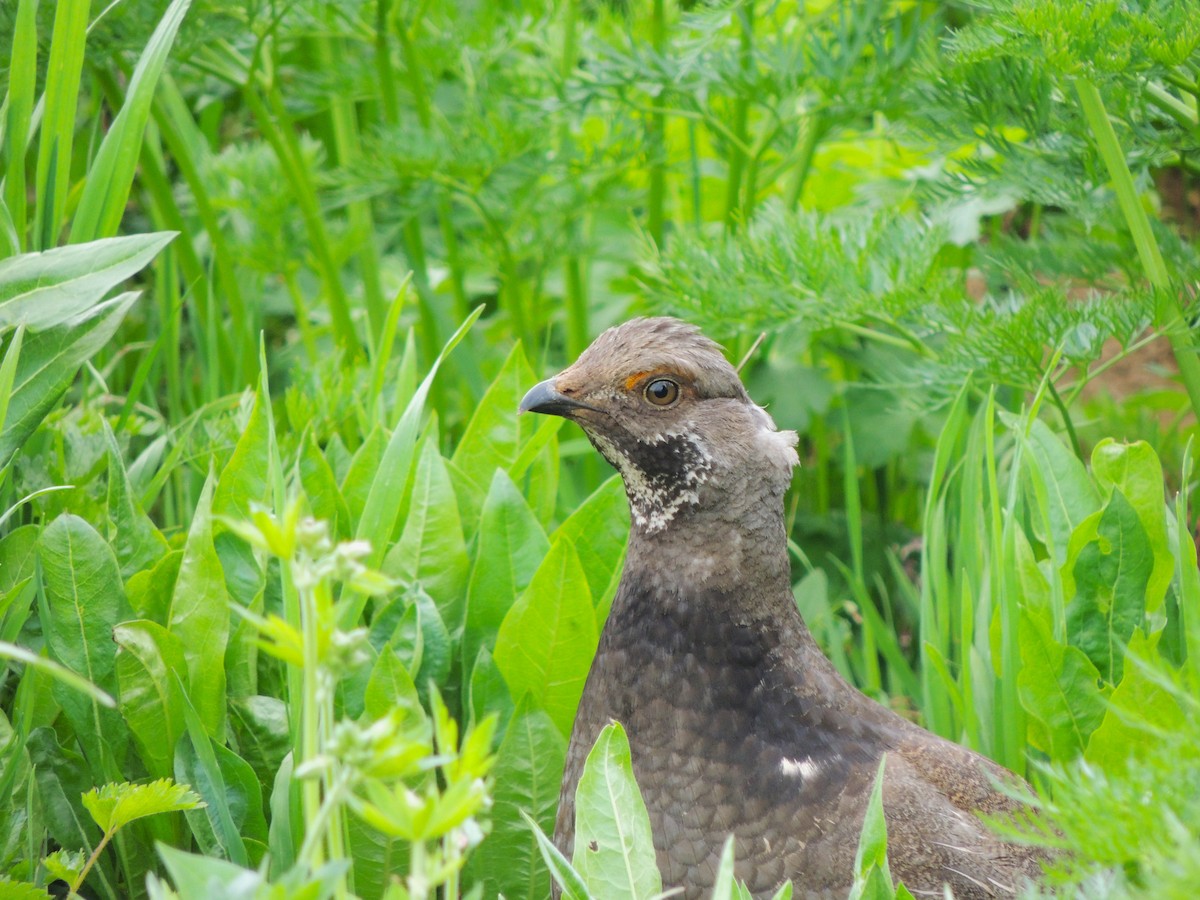 Dusky Grouse - ML638541195