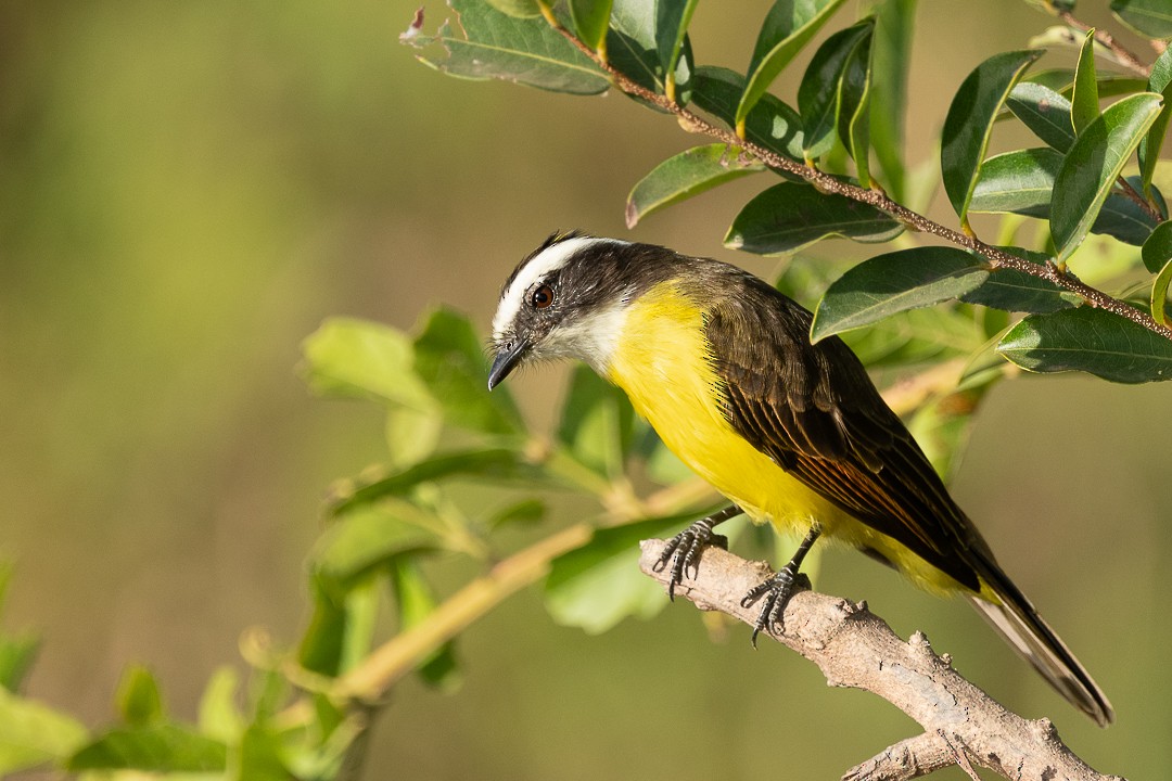 Rusty-margined Flycatcher - ML638541205