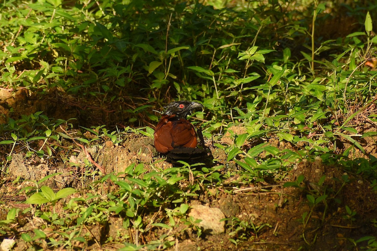 Greater Coucal - ML638541209