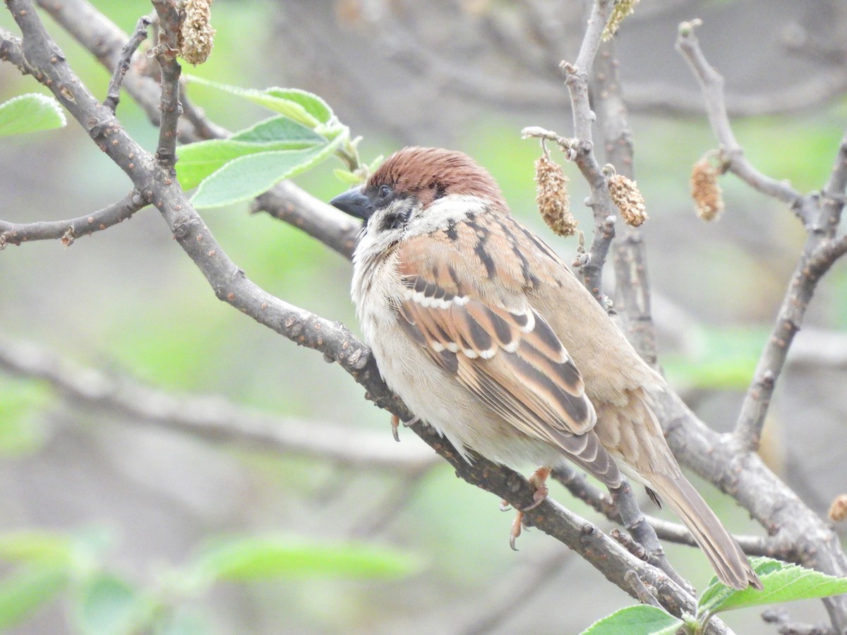 Eurasian Tree Sparrow - ML638541231