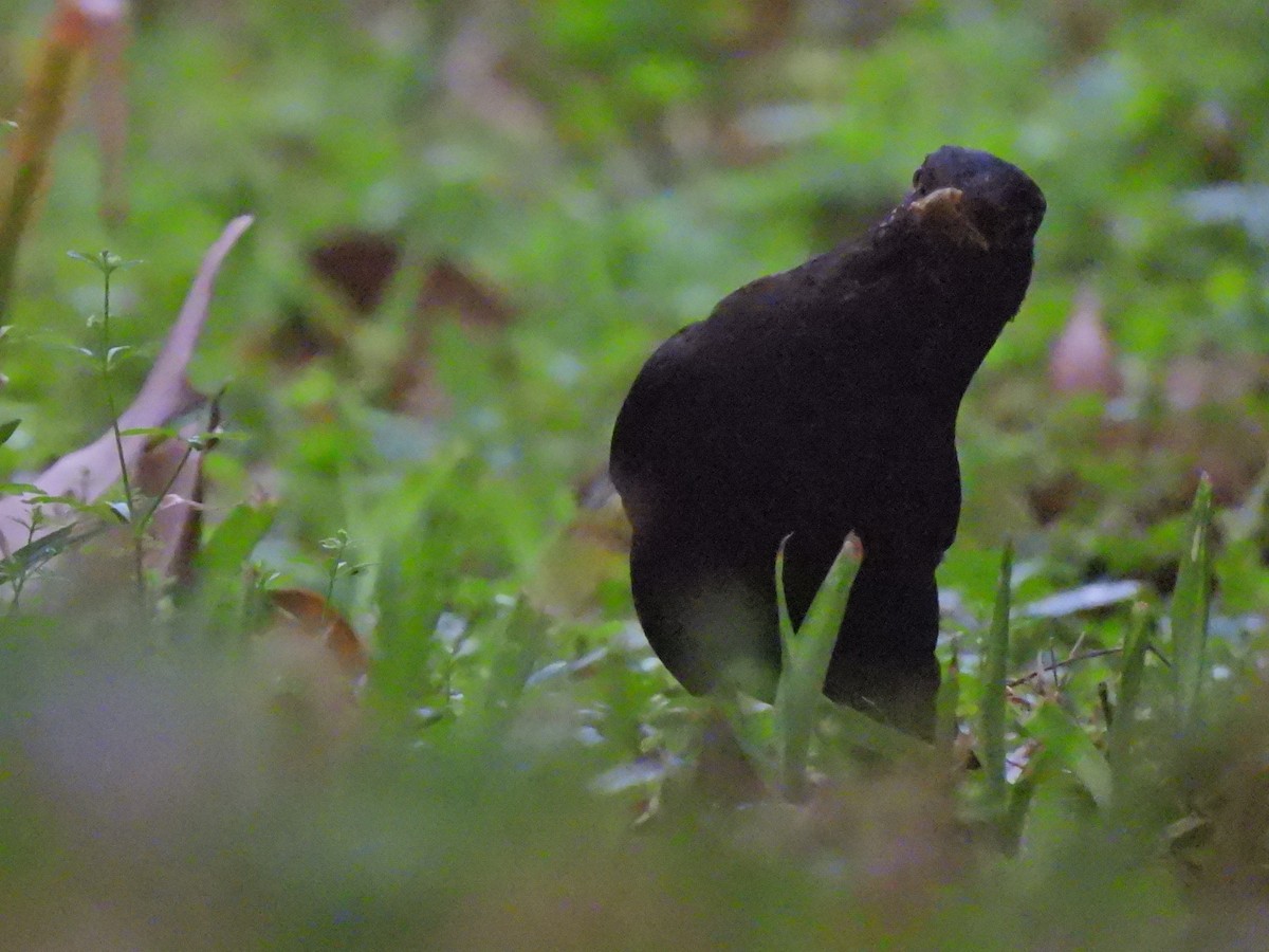 Chinese Blackbird - ML638541240