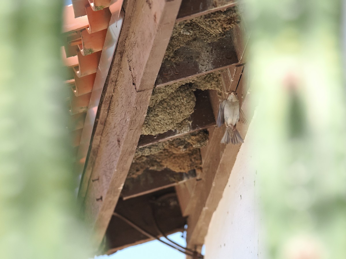 House Sparrow - ML638541249