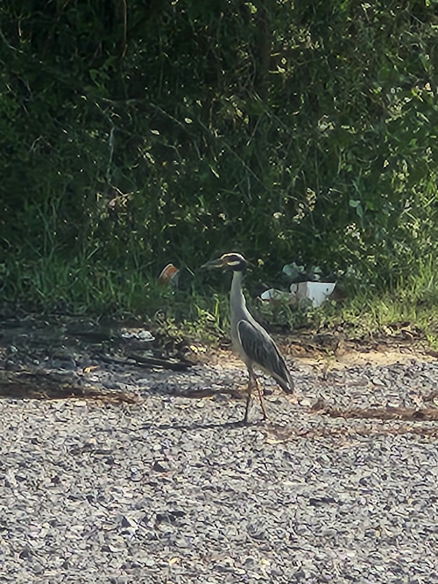 Yellow-crowned Night Heron - ML638541255