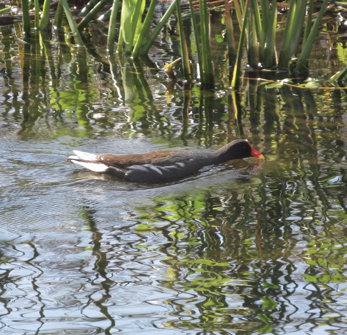 Common Gallinule - ML638541271