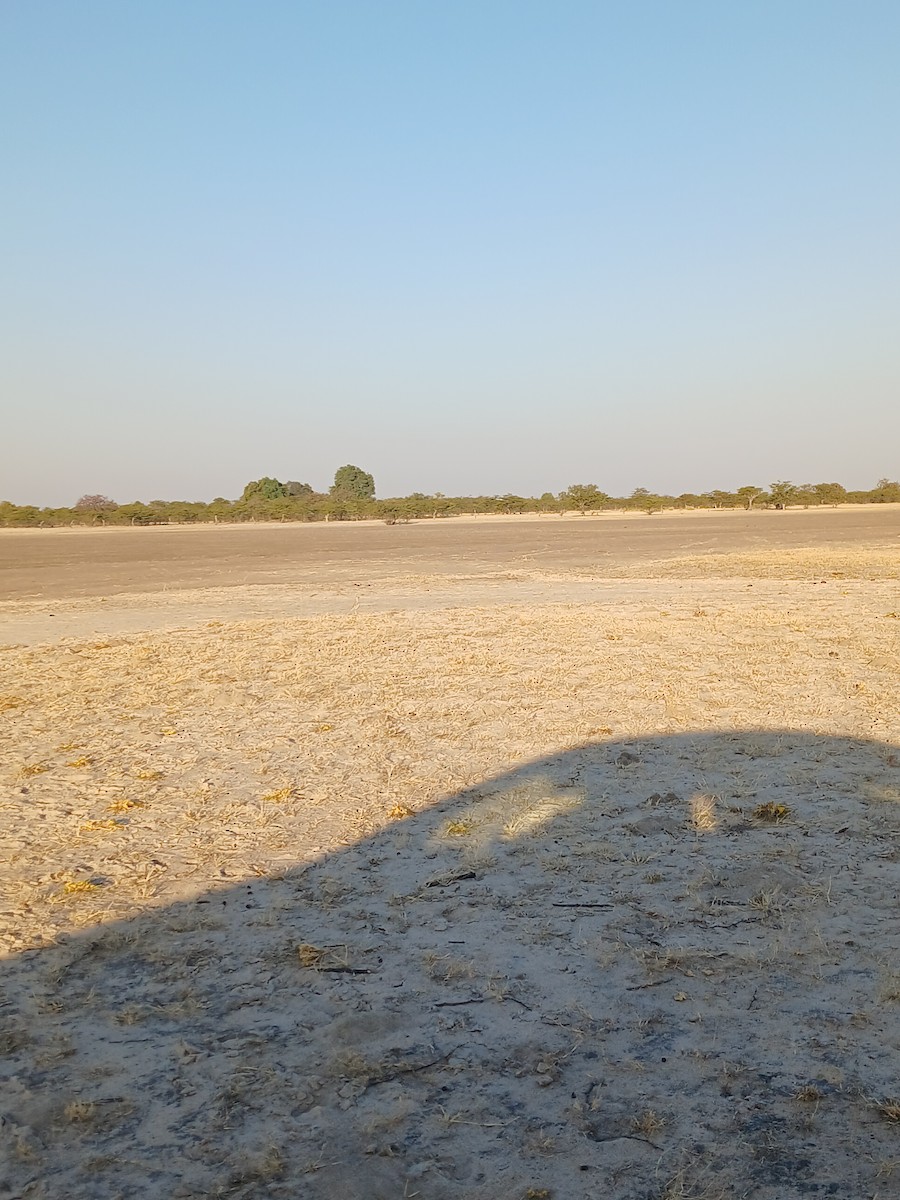 Double-banded Courser - ML638541272