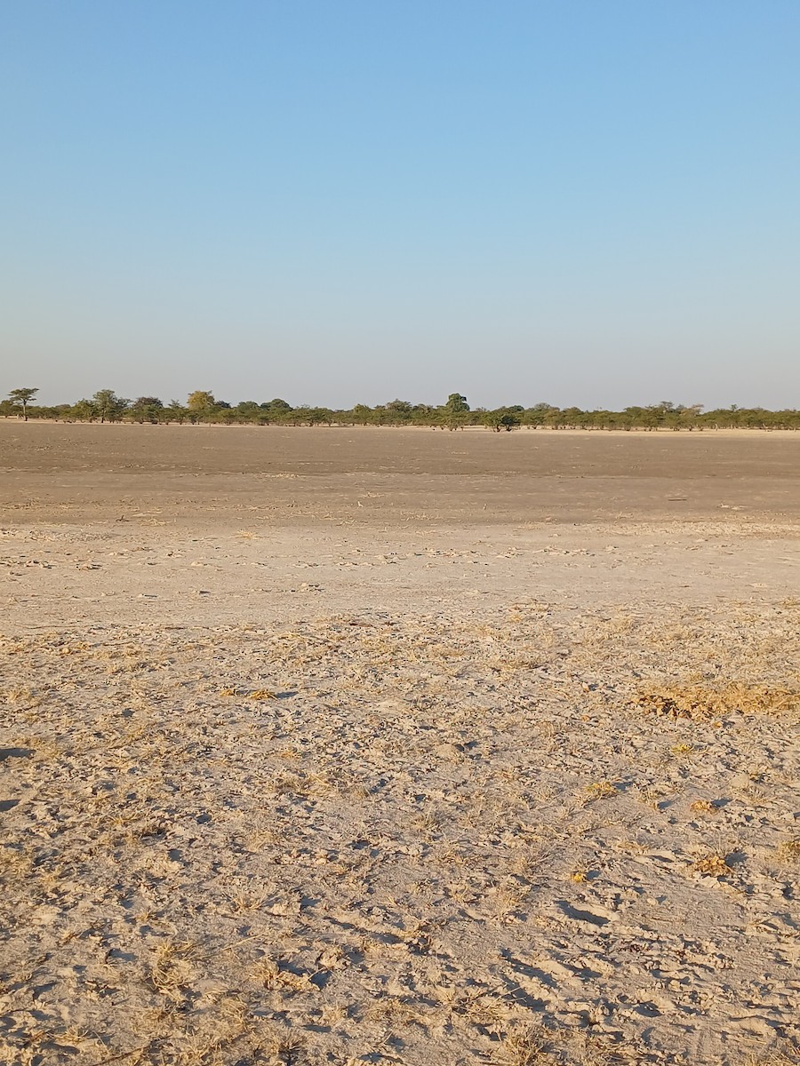 Double-banded Courser - ML638541273