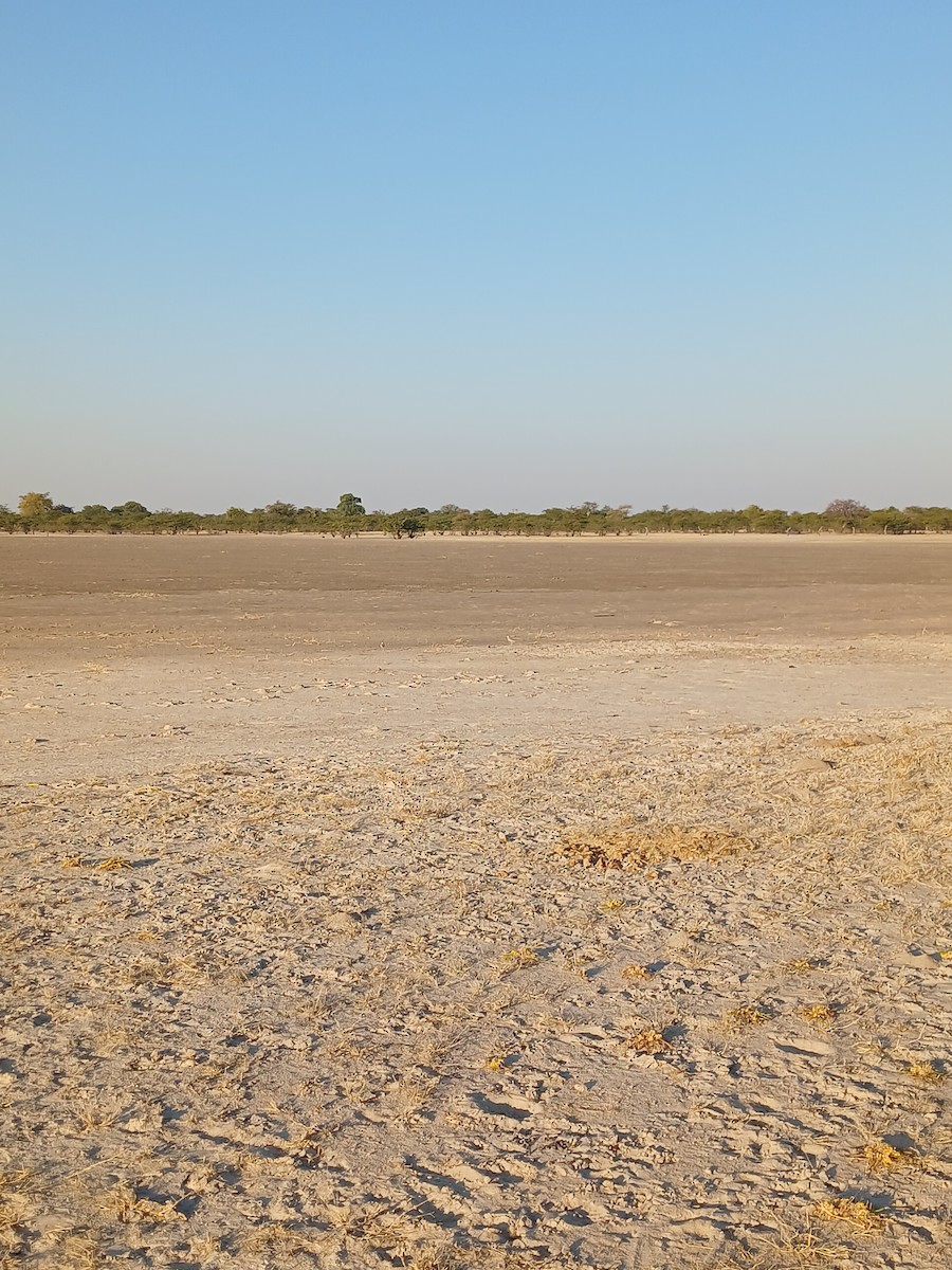 Double-banded Courser - ML638541275
