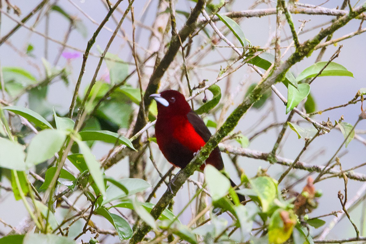 Black-bellied Tanager - ML638541289