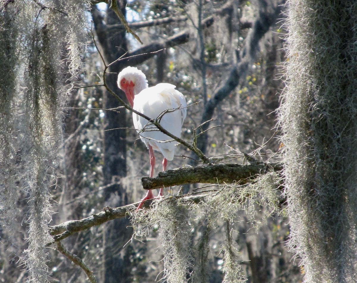 White Ibis - ML638541303