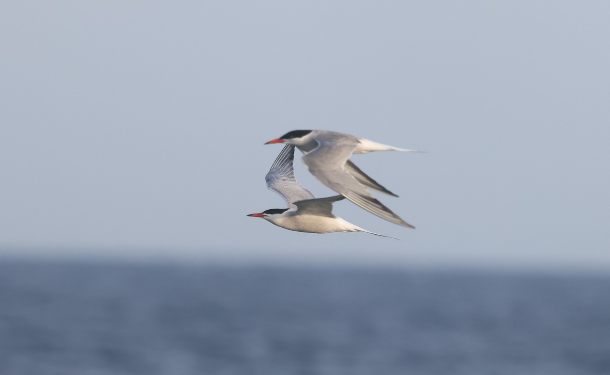Common Tern - ML638541333