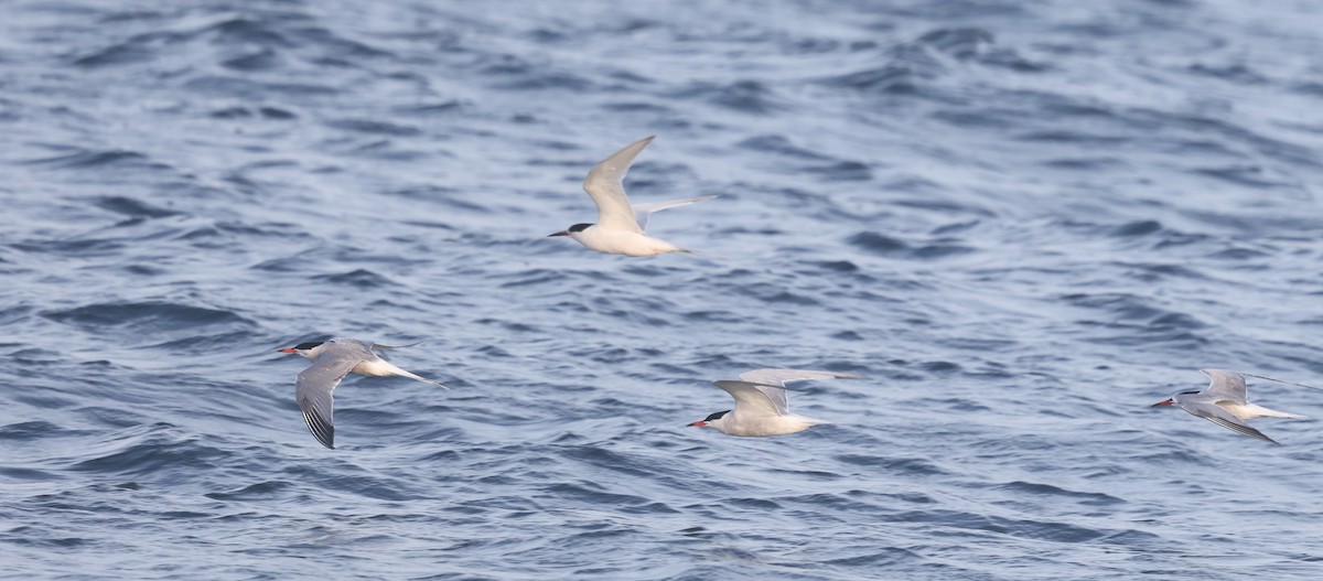 Common Tern - ML638541334