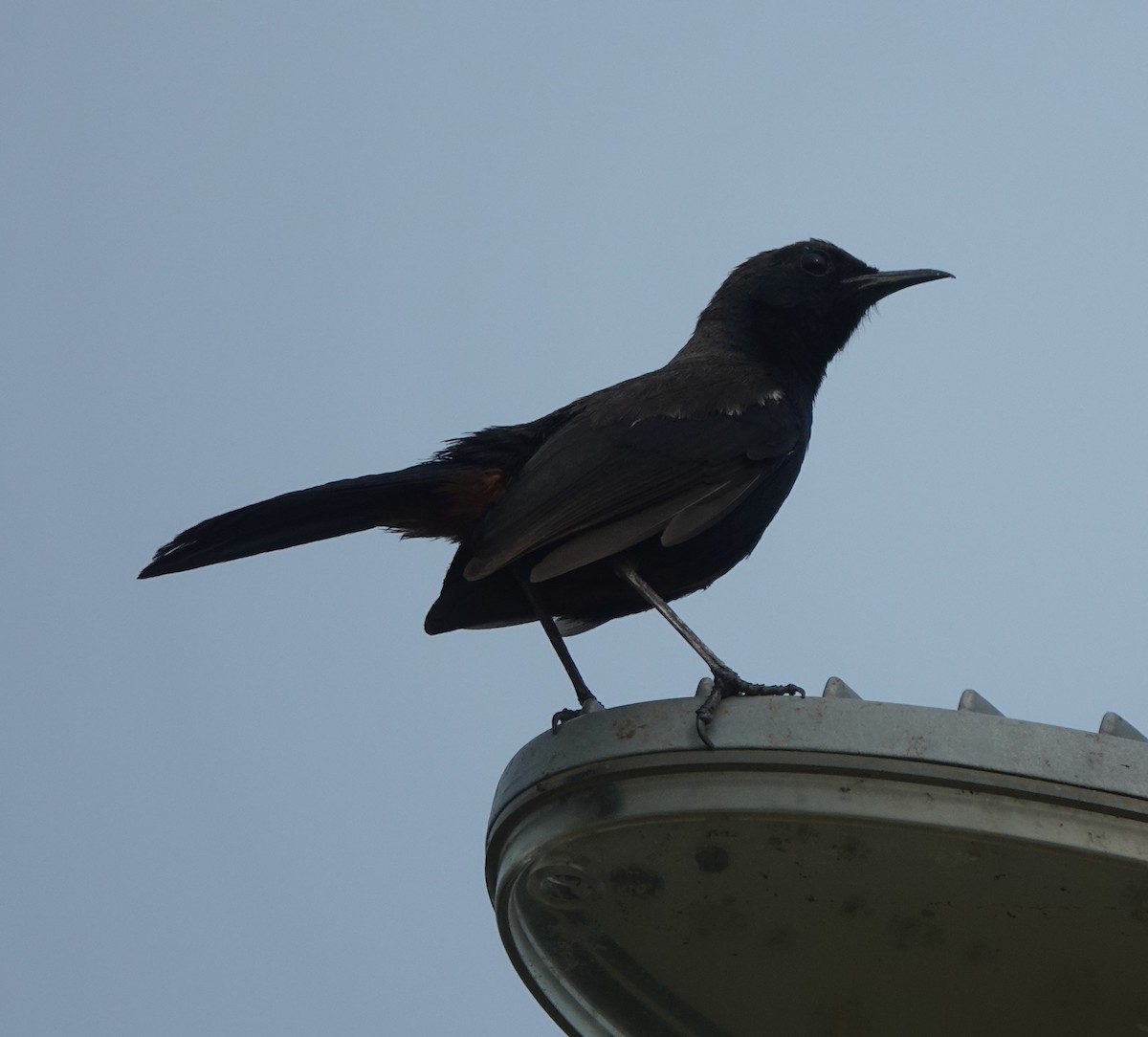 Indian Robin - ML638541339