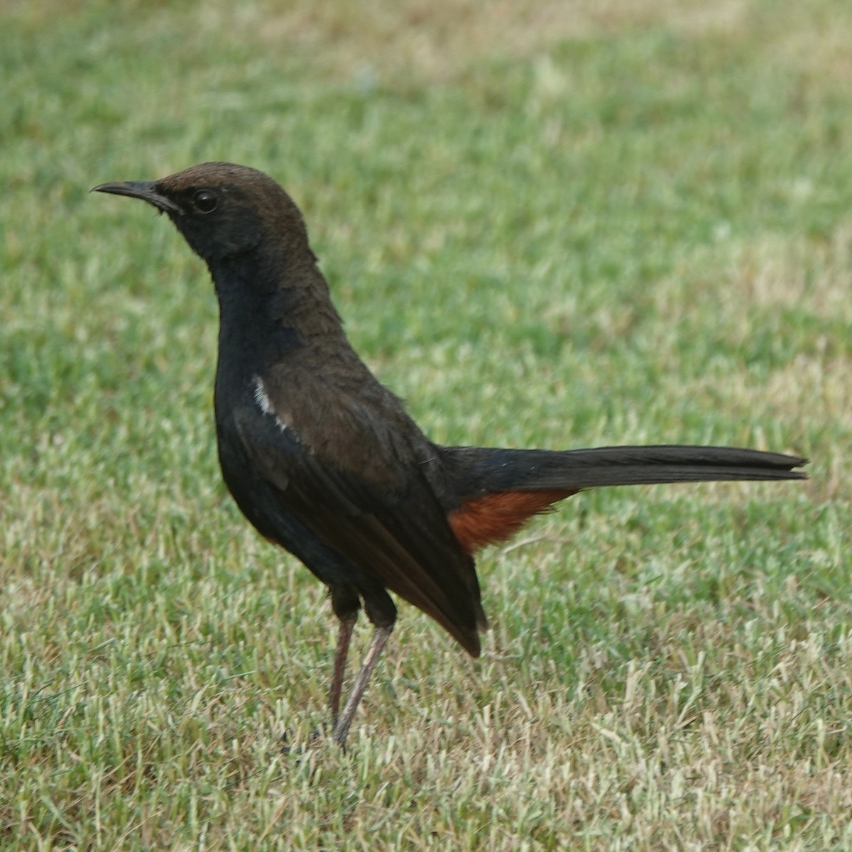 Indian Robin - ML638541341