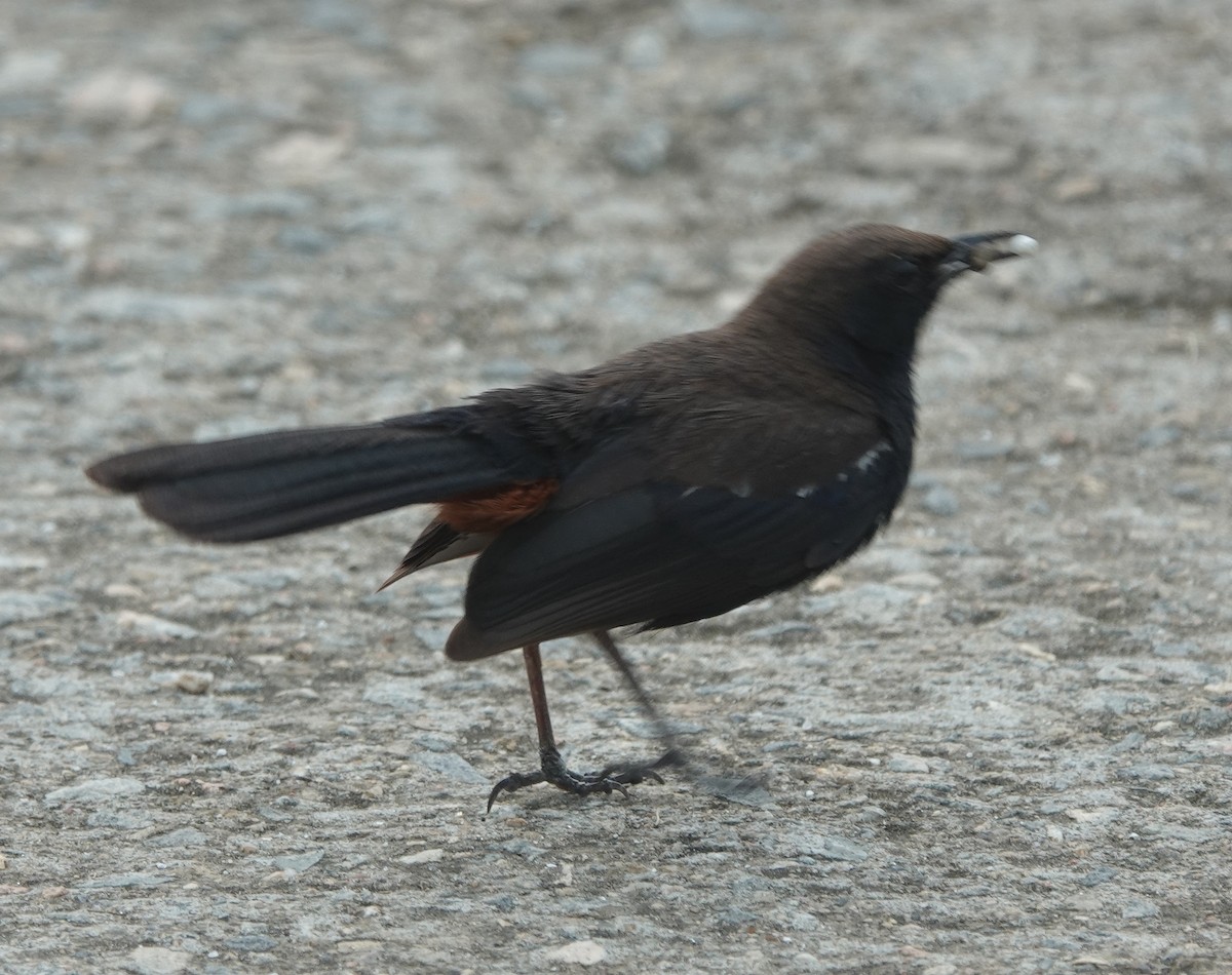 Indian Robin - ML638541342
