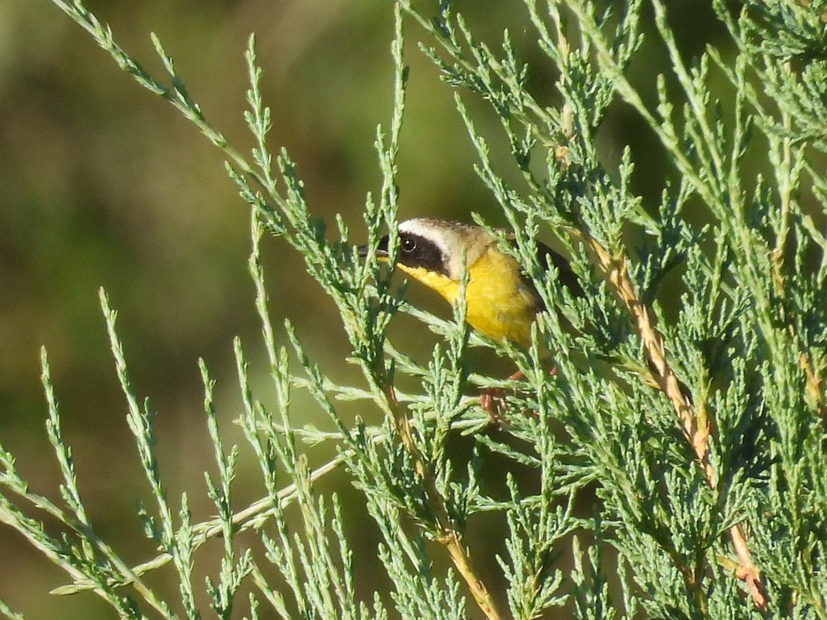 Common Yellowthroat - ML638541344