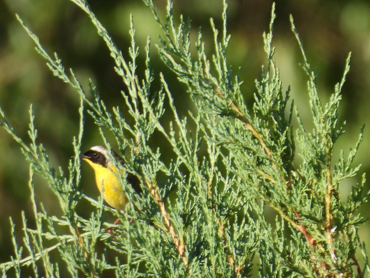 Common Yellowthroat - ML638541345