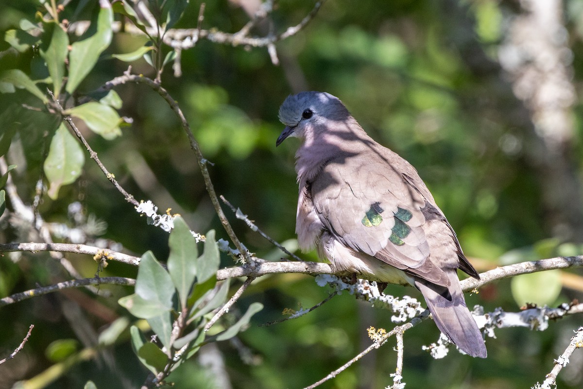 Emerald-spotted Wood-Dove - ML638541348