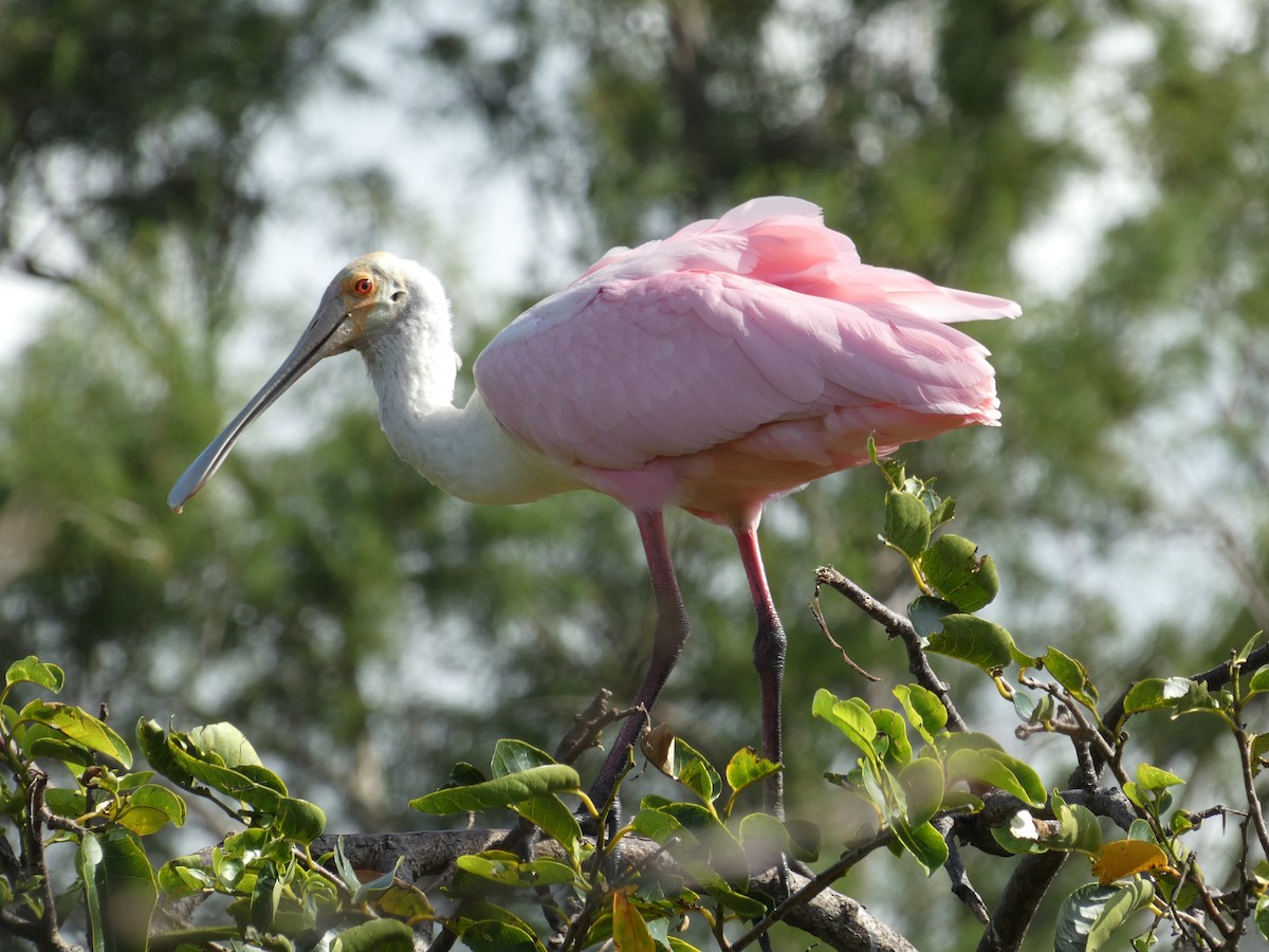 Roseate Spoonbill - ML638541350