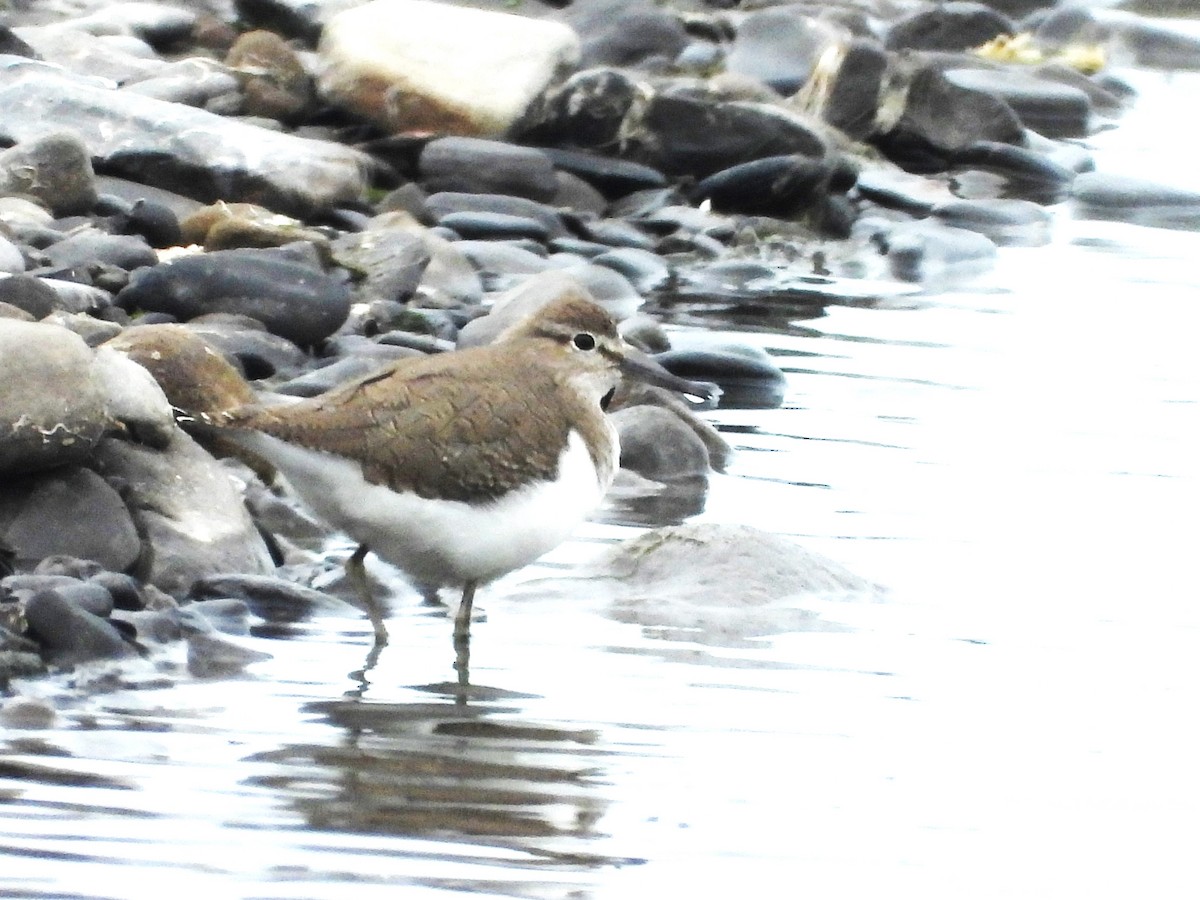 Common Sandpiper - ML638541352