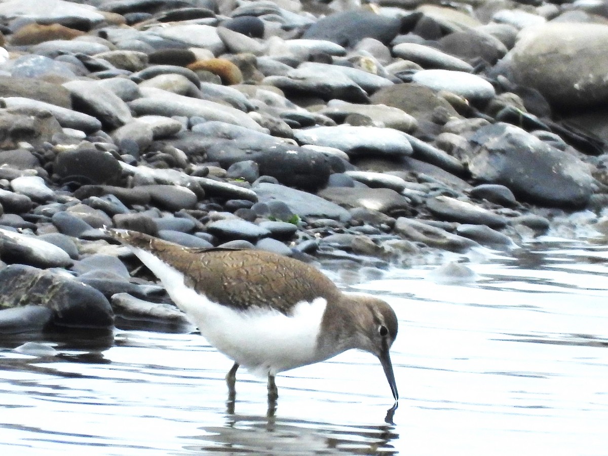 Common Sandpiper - ML638541353