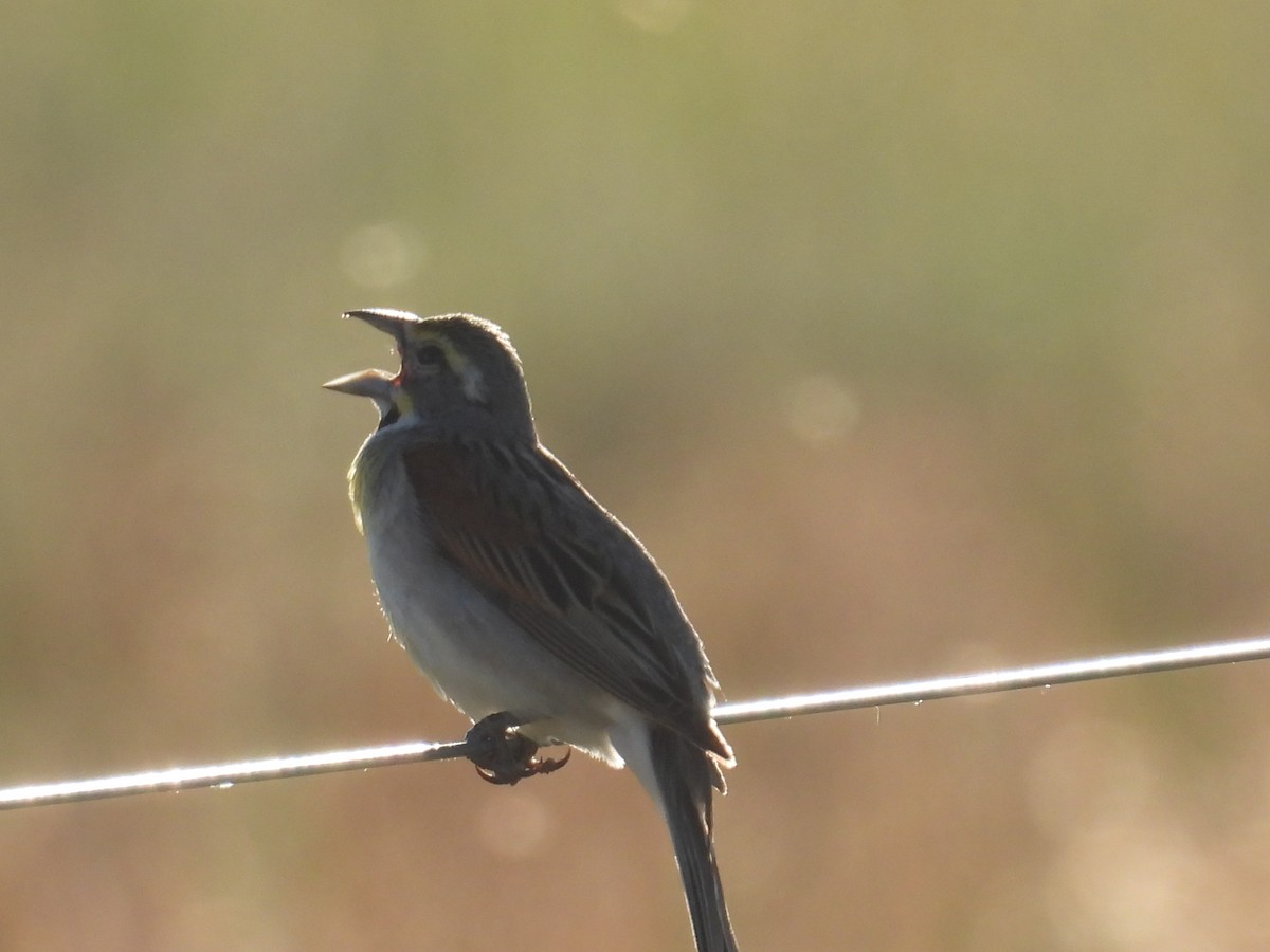 Dickcissel - ML638541358